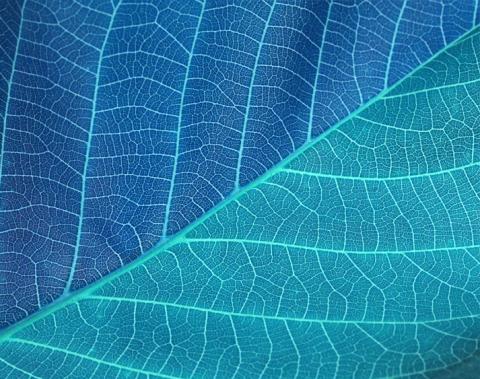 Close up of a leaf structure